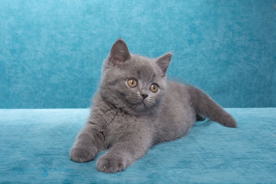 Фото голубого британца котёнка по имени Гуччо