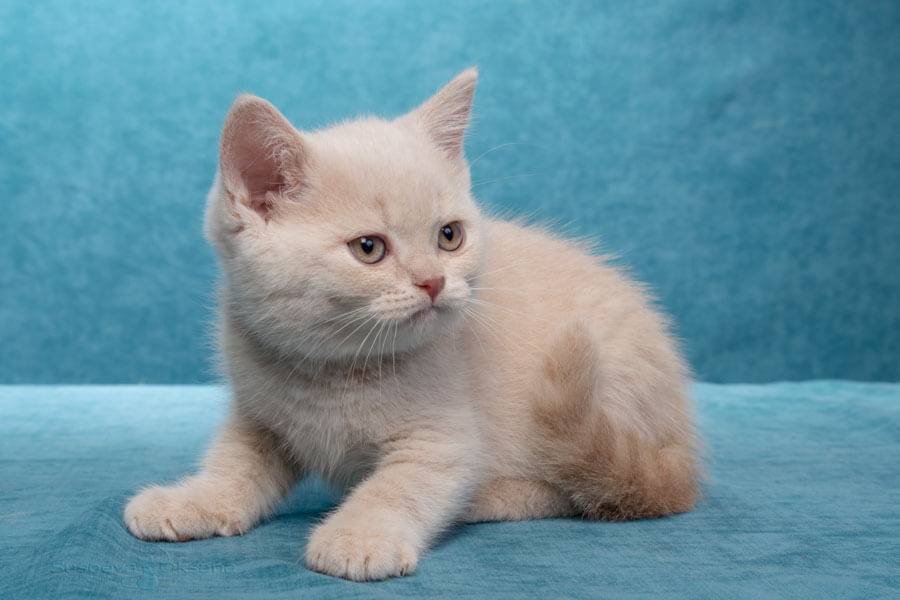 Британский кремовый котёнок Готэм, фото
