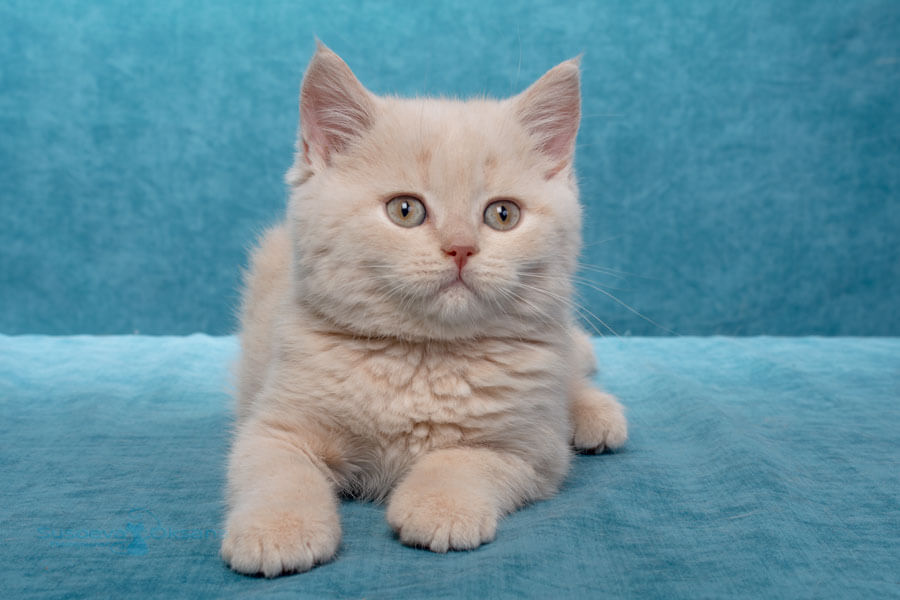 Кремовый британский котёнок Гловер, фото