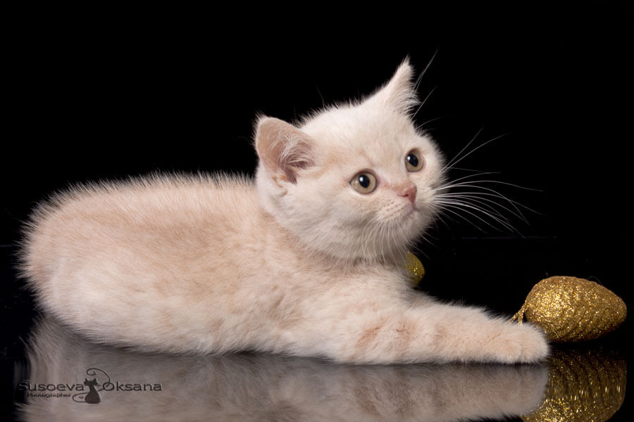 Британский кремовый котёнок Гарфил, фото
