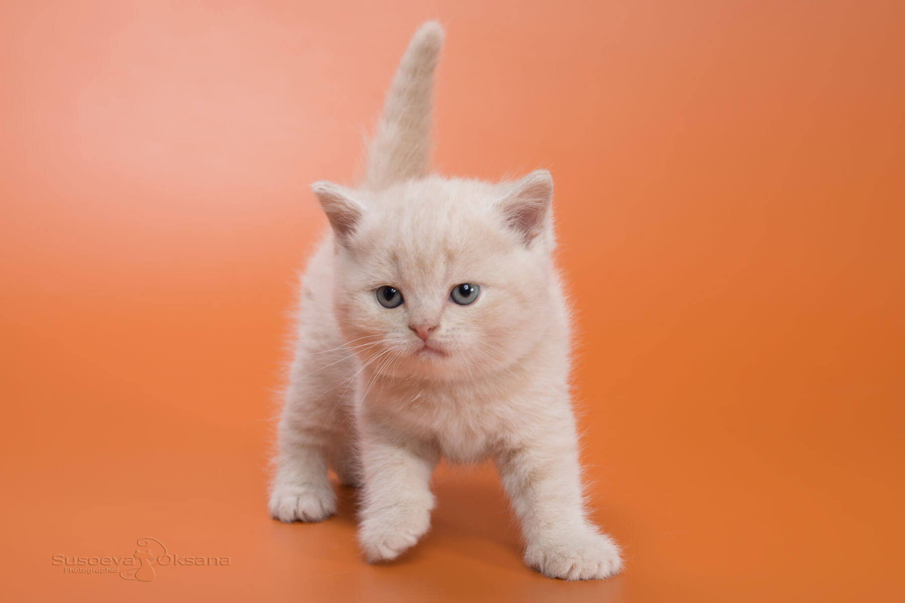 Британский кремовый котёнок Goodwin , фото