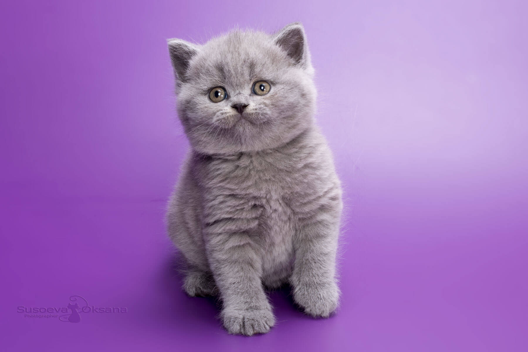 Фото голубой британской кошки котёнка Gillian