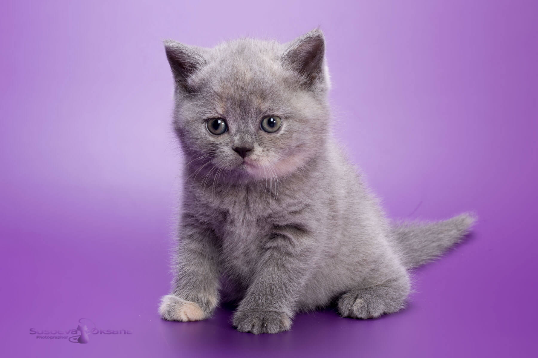 Фото голубого-кремового британского котёнка кошки Georgina