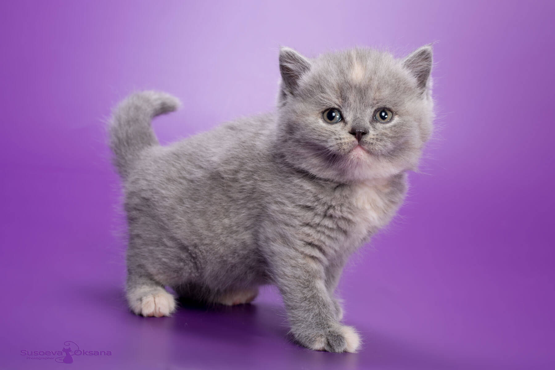 Фото голубого-кремового британского котёнка кошки Ginger