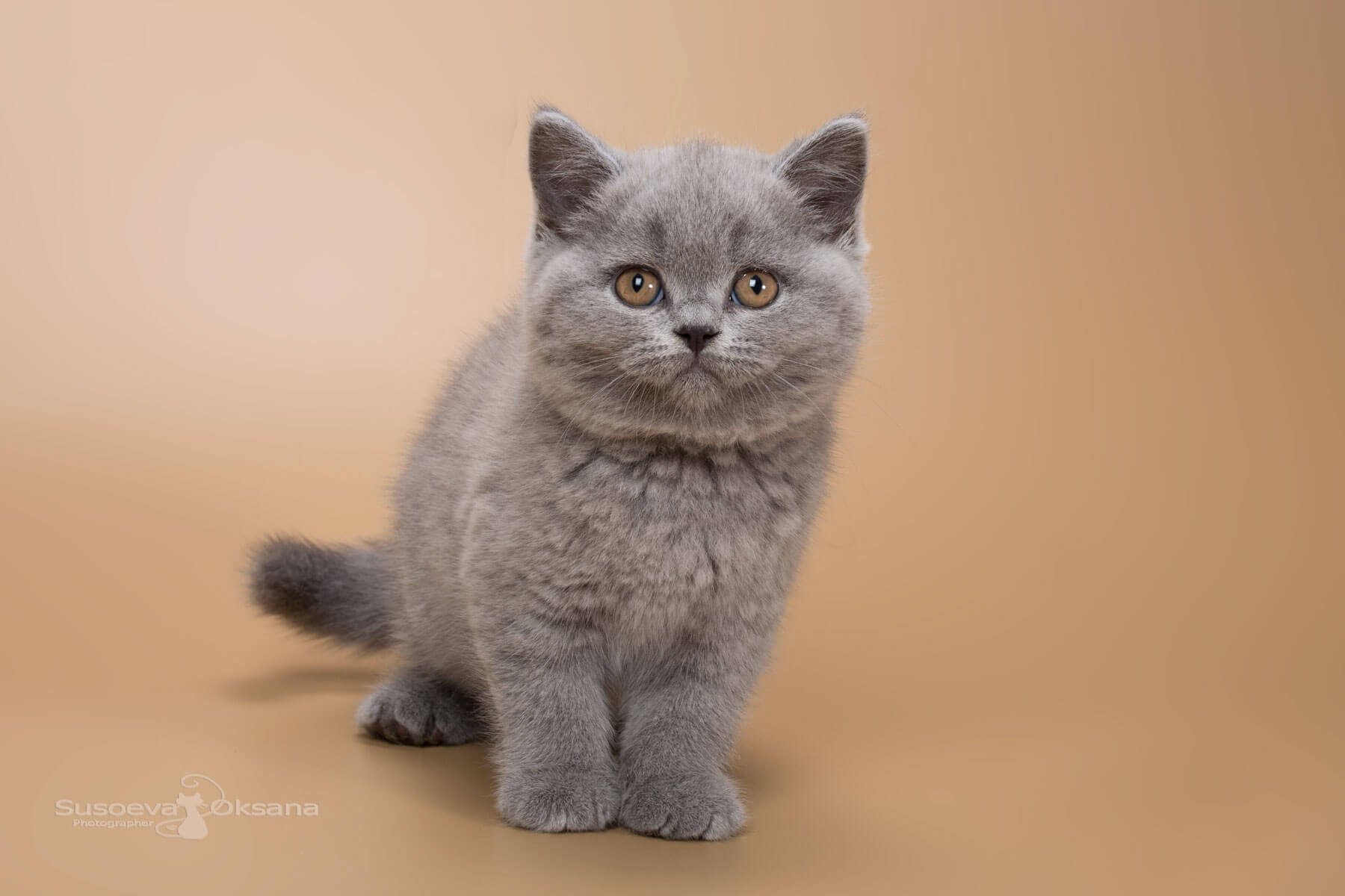 Британский голубой котёнок кошка  по имени Gillian, фото