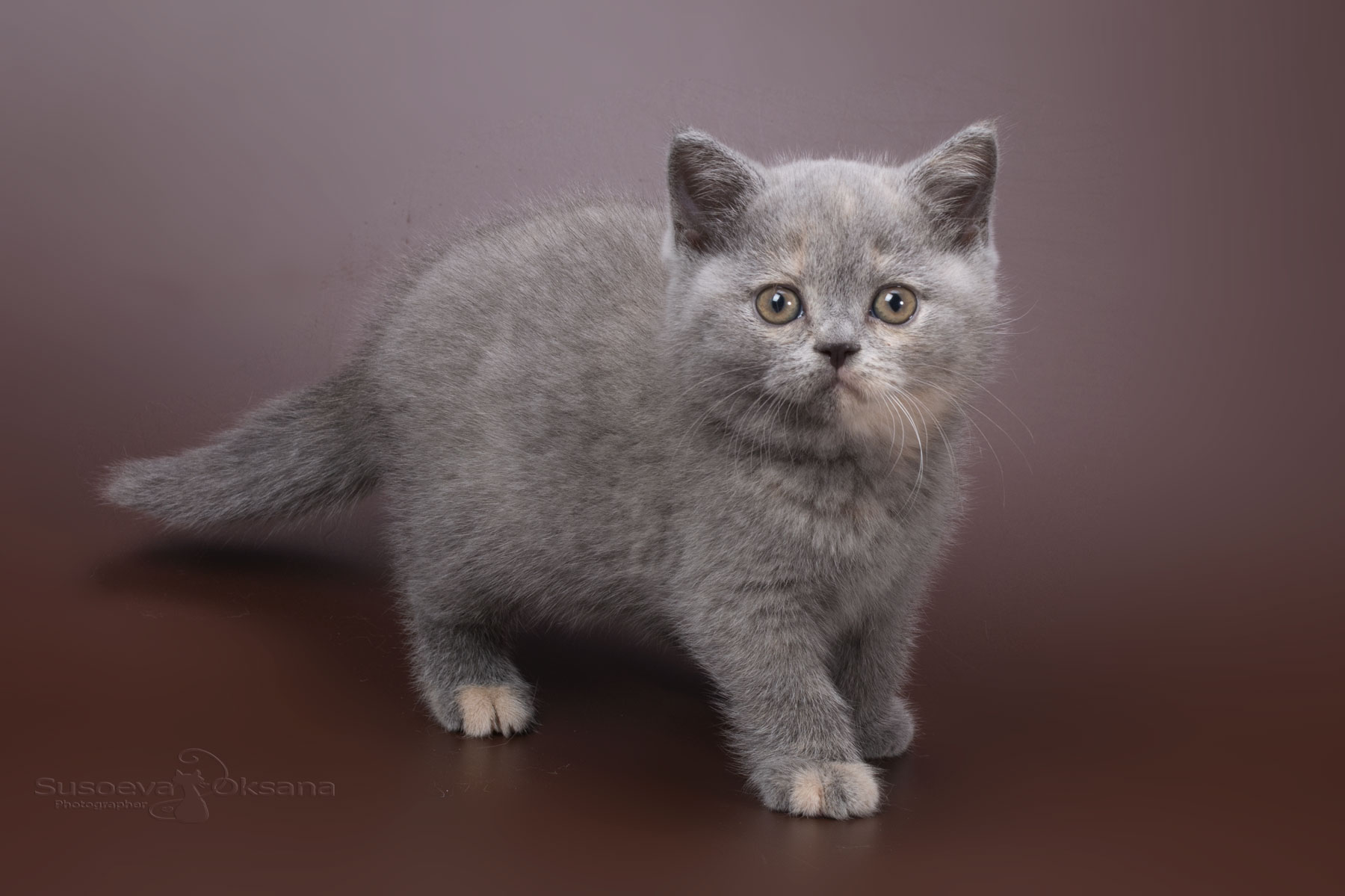 Британский голубо-кремовый котёнок - кошка Georgina, фото