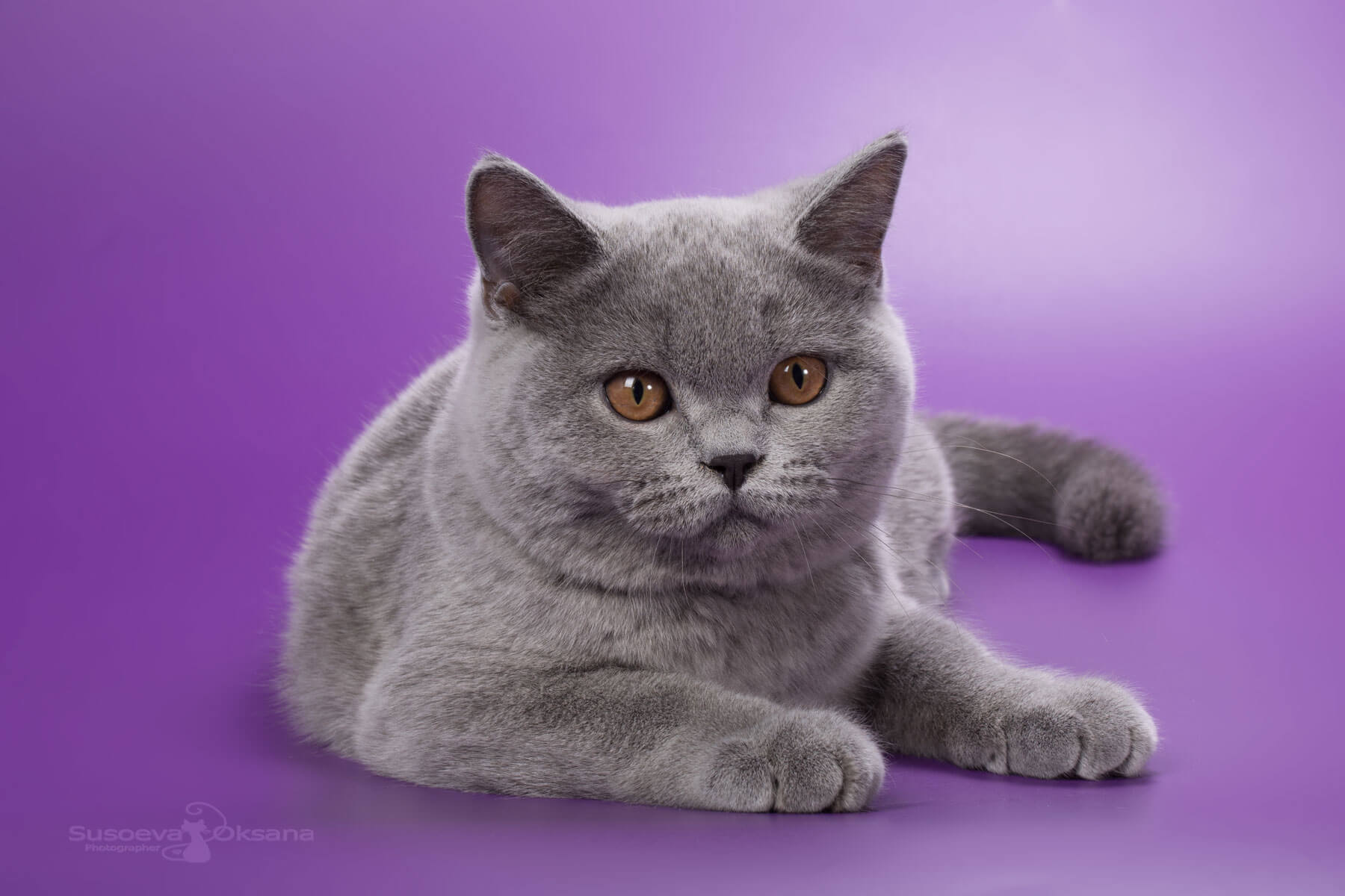 Голубой британский котёнок кошка Джилл