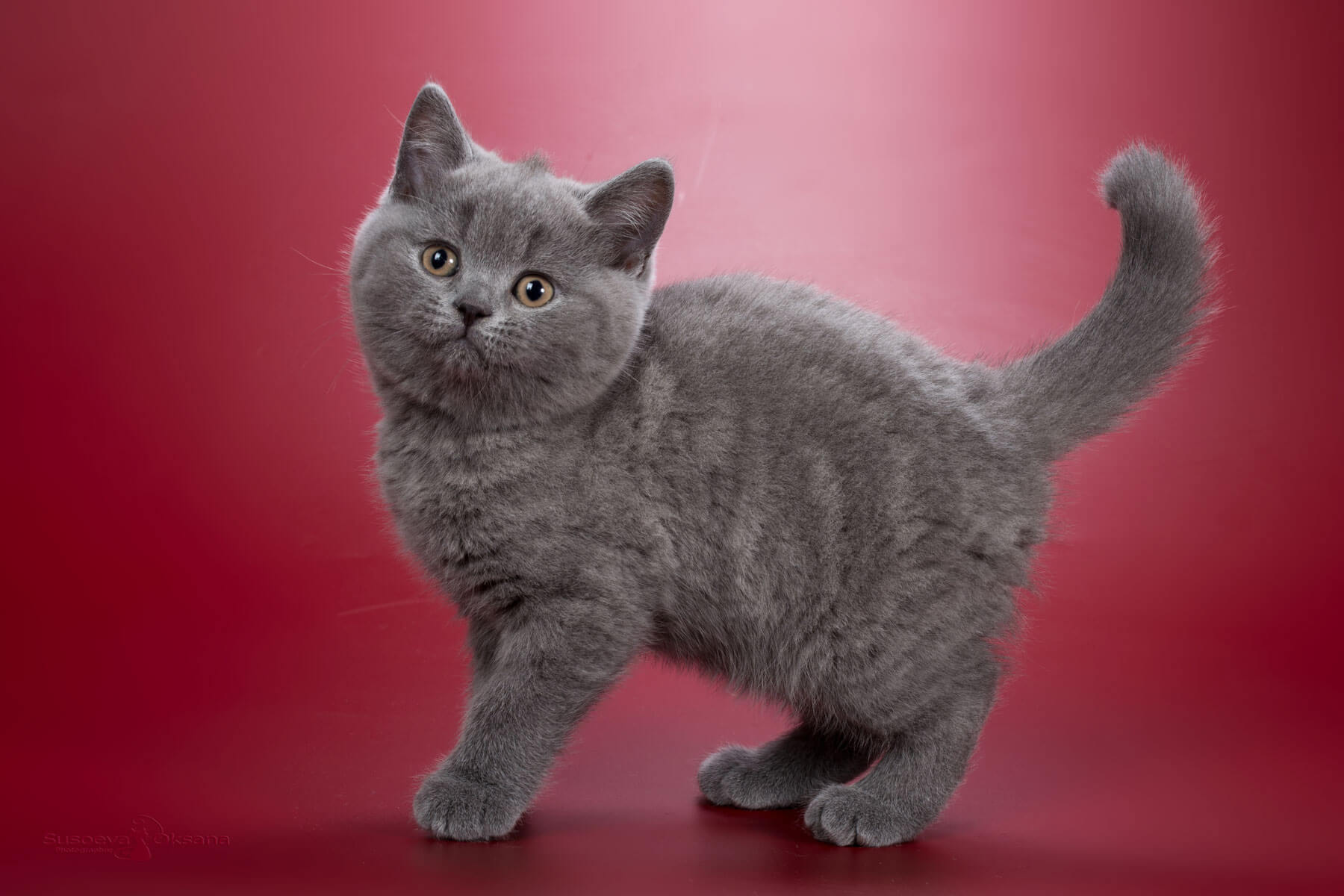 Британский голубой котёнок - кошка Helika, фото