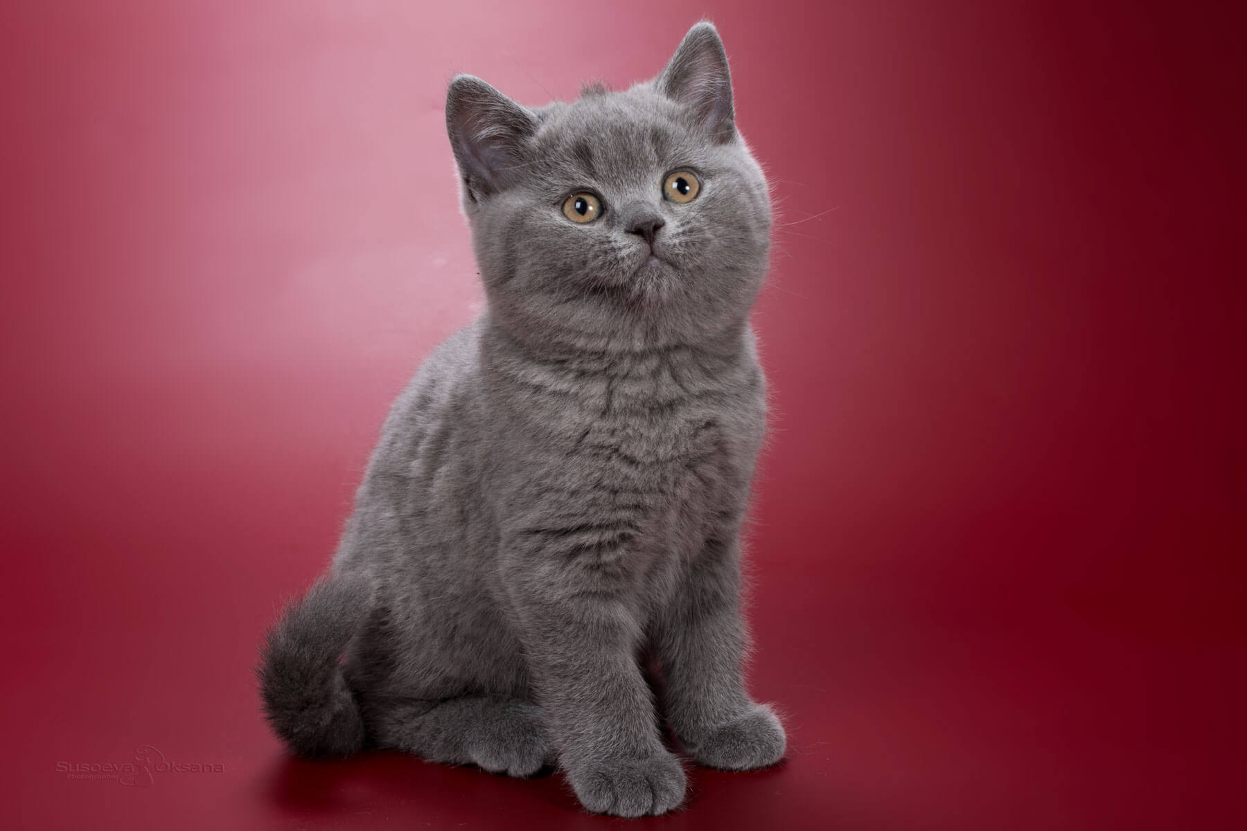 Британская голубая кошка - котёнок по имени Хелика, фото