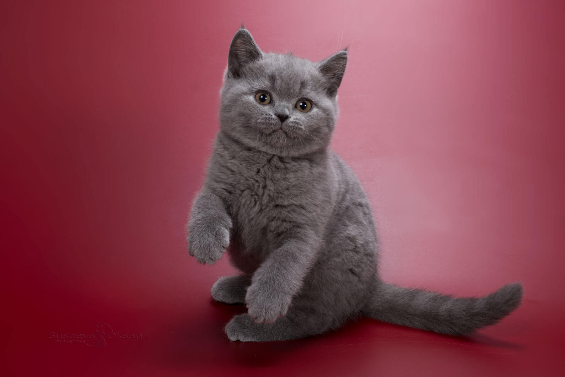 Британская голубая кошка - котёнок по имени Хильда, фото
