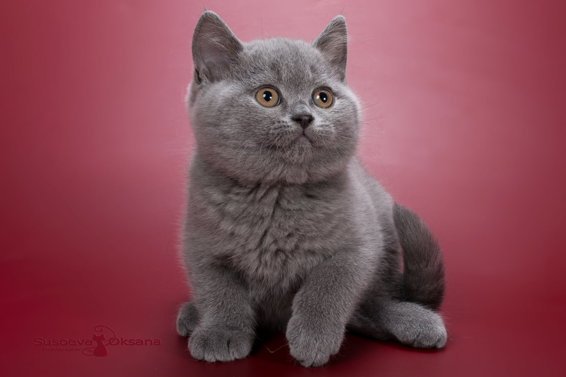 Британский голубой котёнок - девочка по имен Хоуп, фото голубого британца