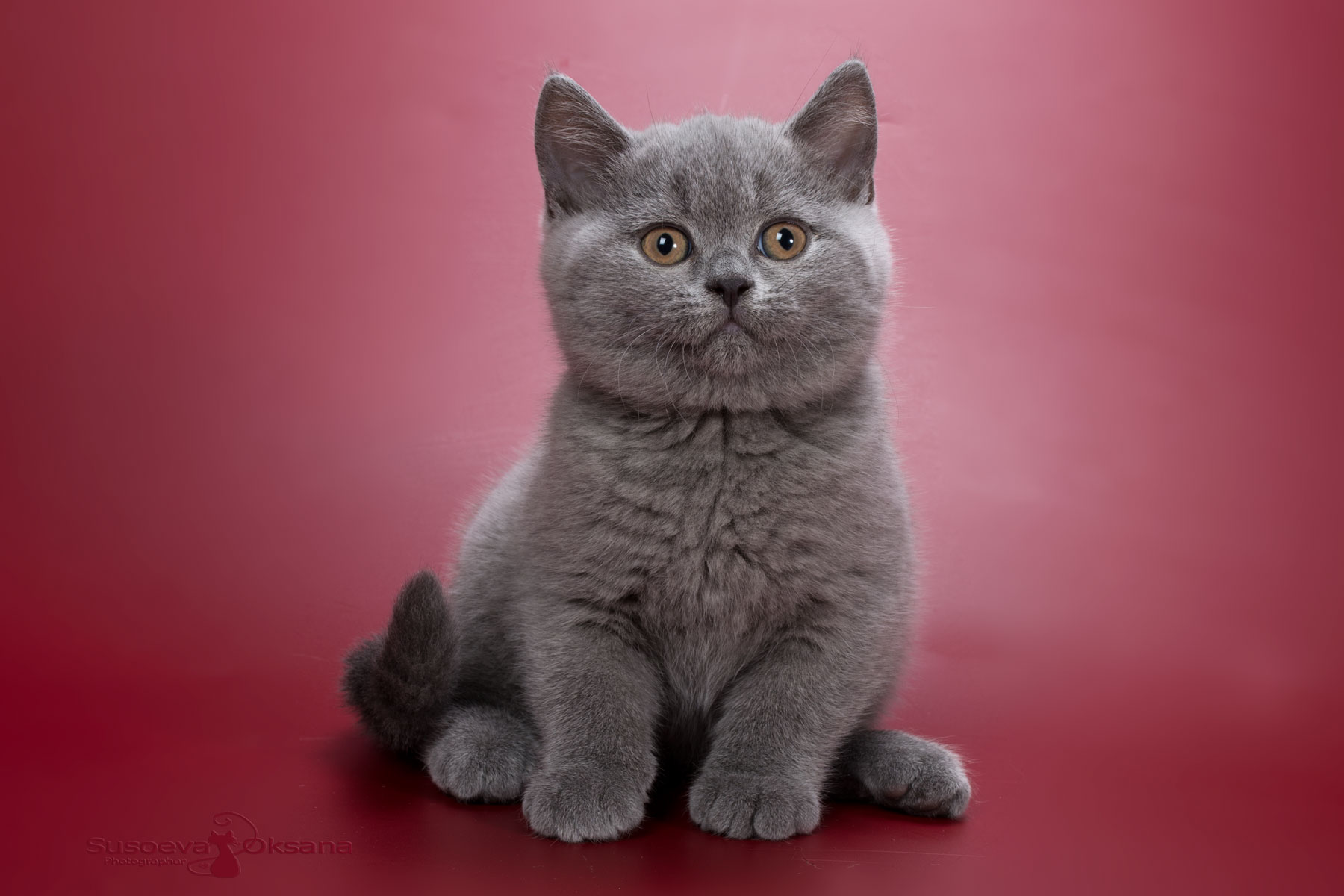 Британская голубая кошка - котёнок по имени Хоуп, фото голубой британки Hope