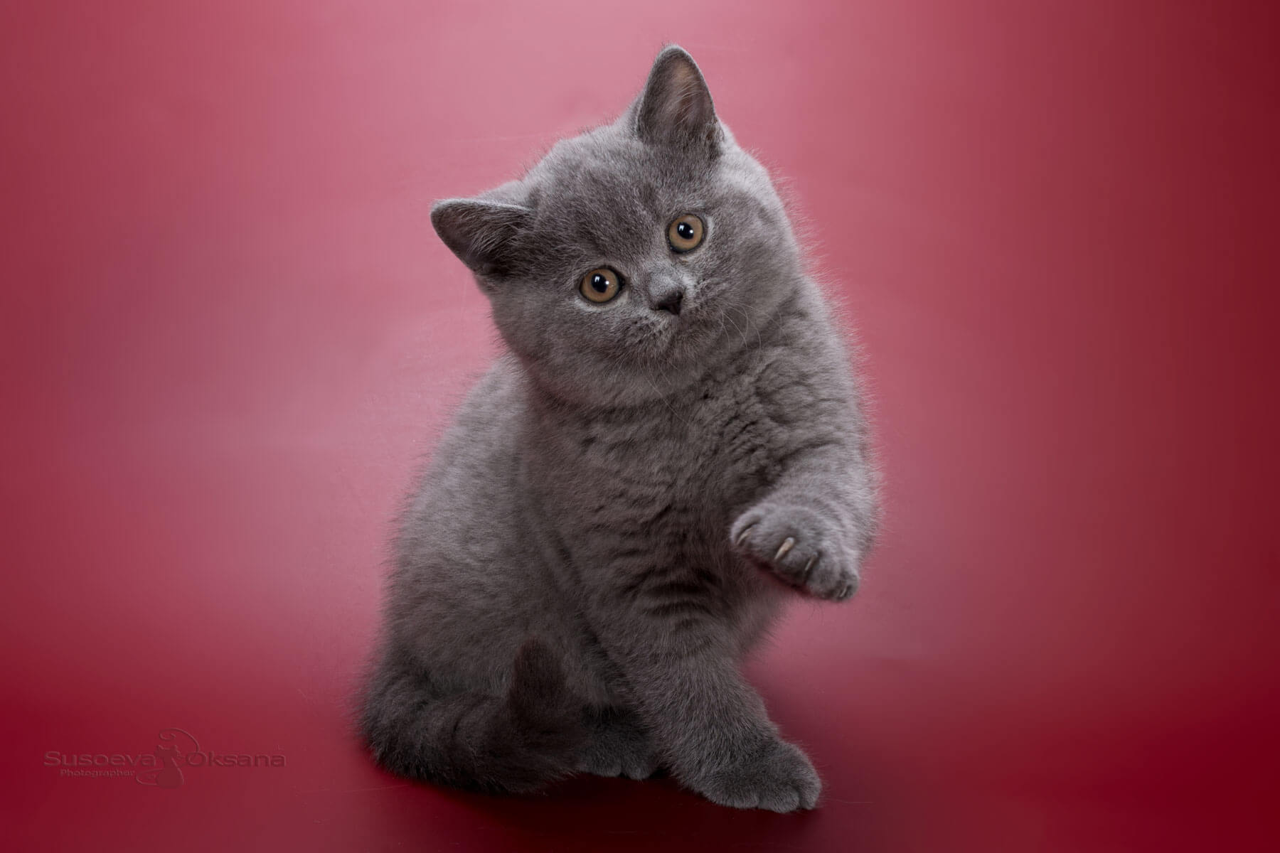 Британская голубая кошка - котёнок по имени Хельга, фото