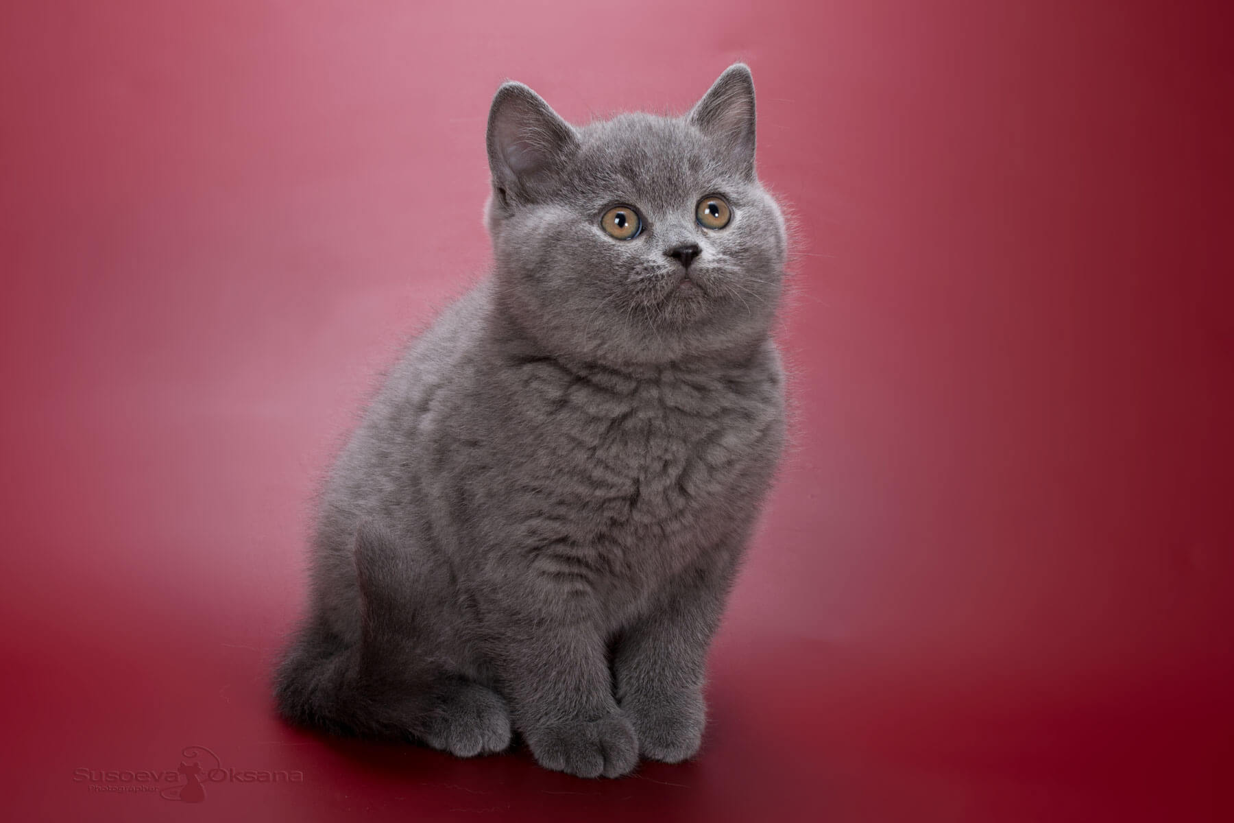 Британский голубой котёнок - кошка Helga, фото