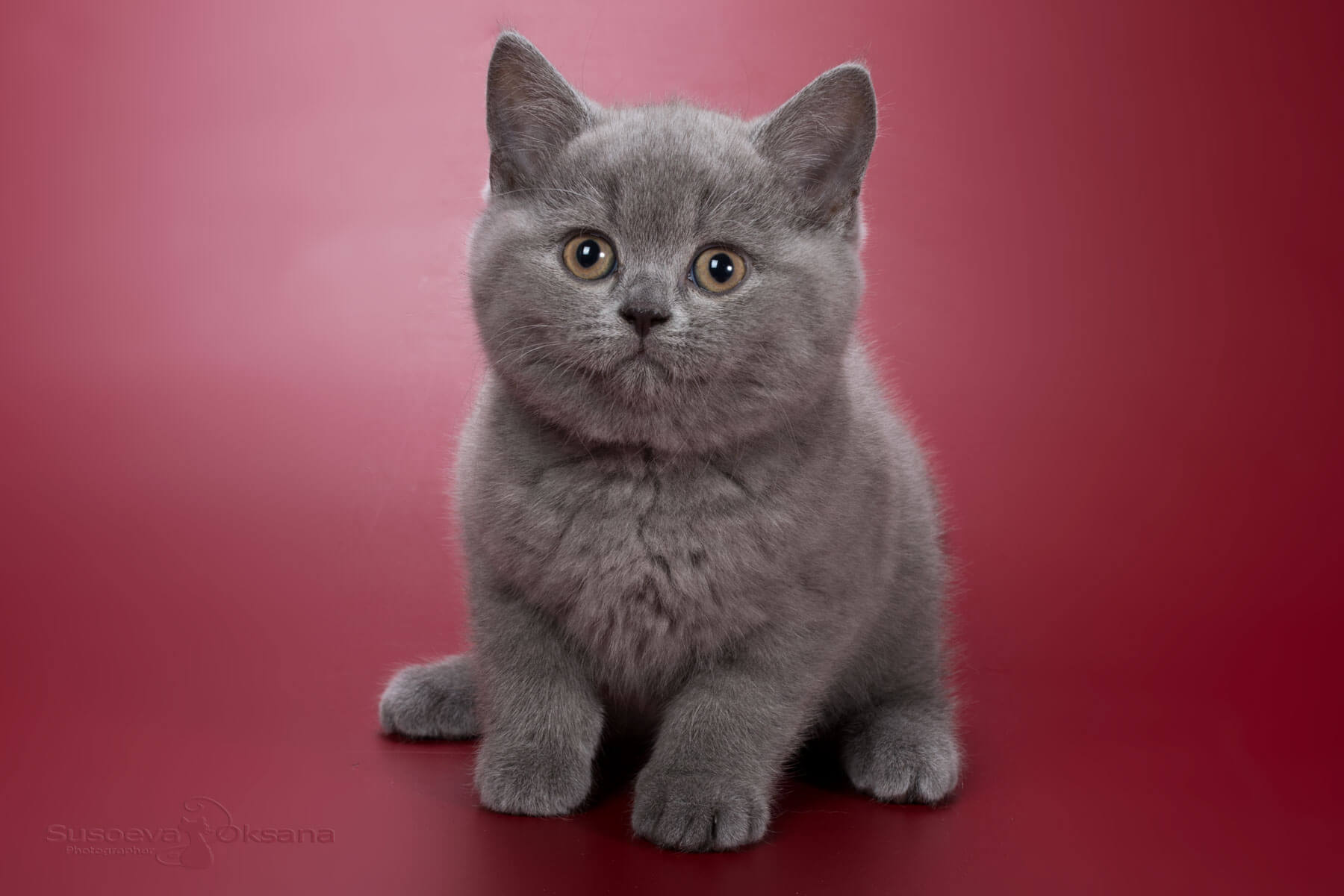 Британский голубой котёнок - кошка Hanna, фото