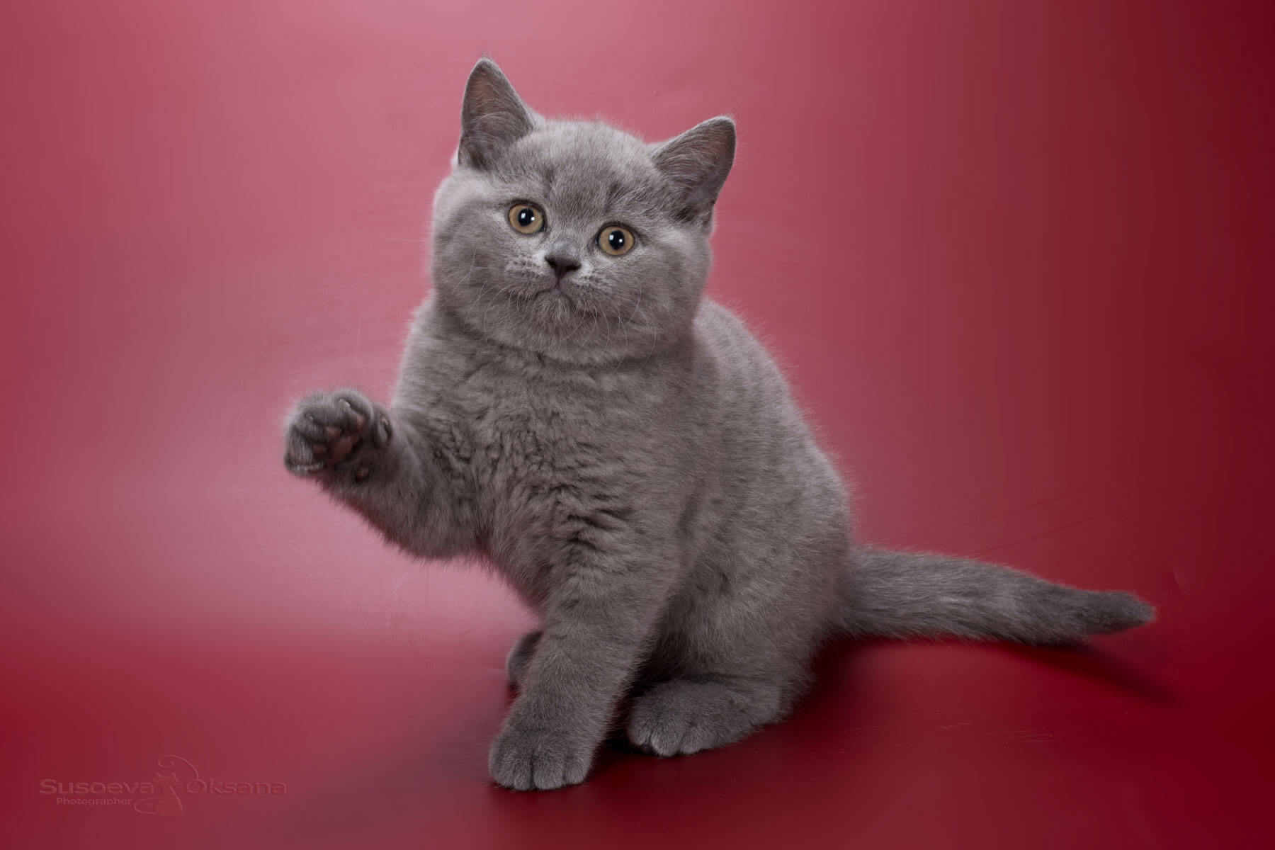 Британская голубая кошка - котёнок по имени Ханна, фото