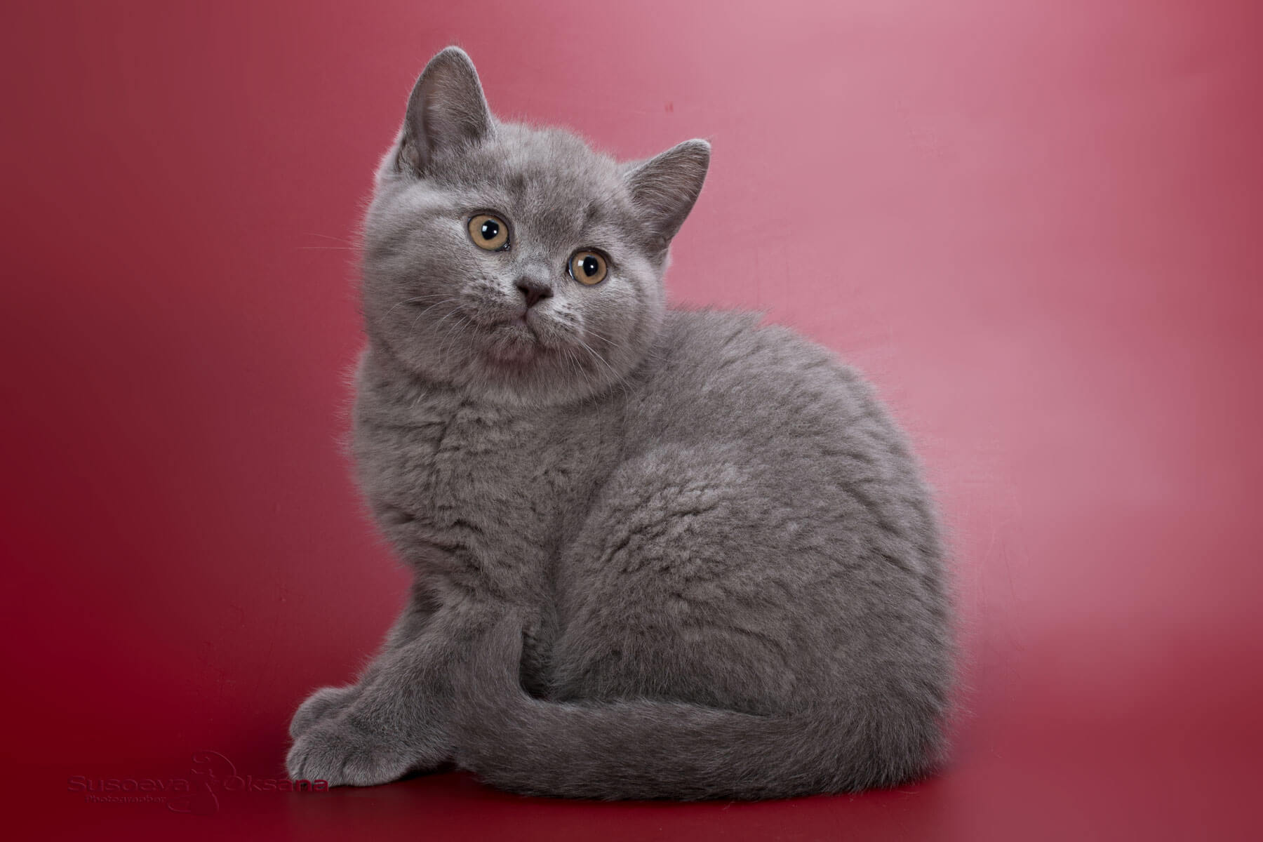 Фото голубого британского котёнка по имени Харни из Минского питомника британских кошек