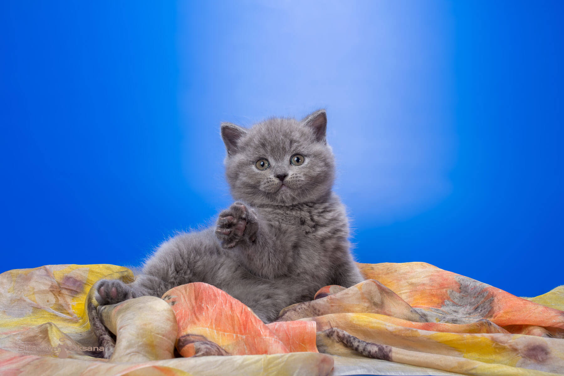 Британскийй голубой кот - котёнок Игнис, фото