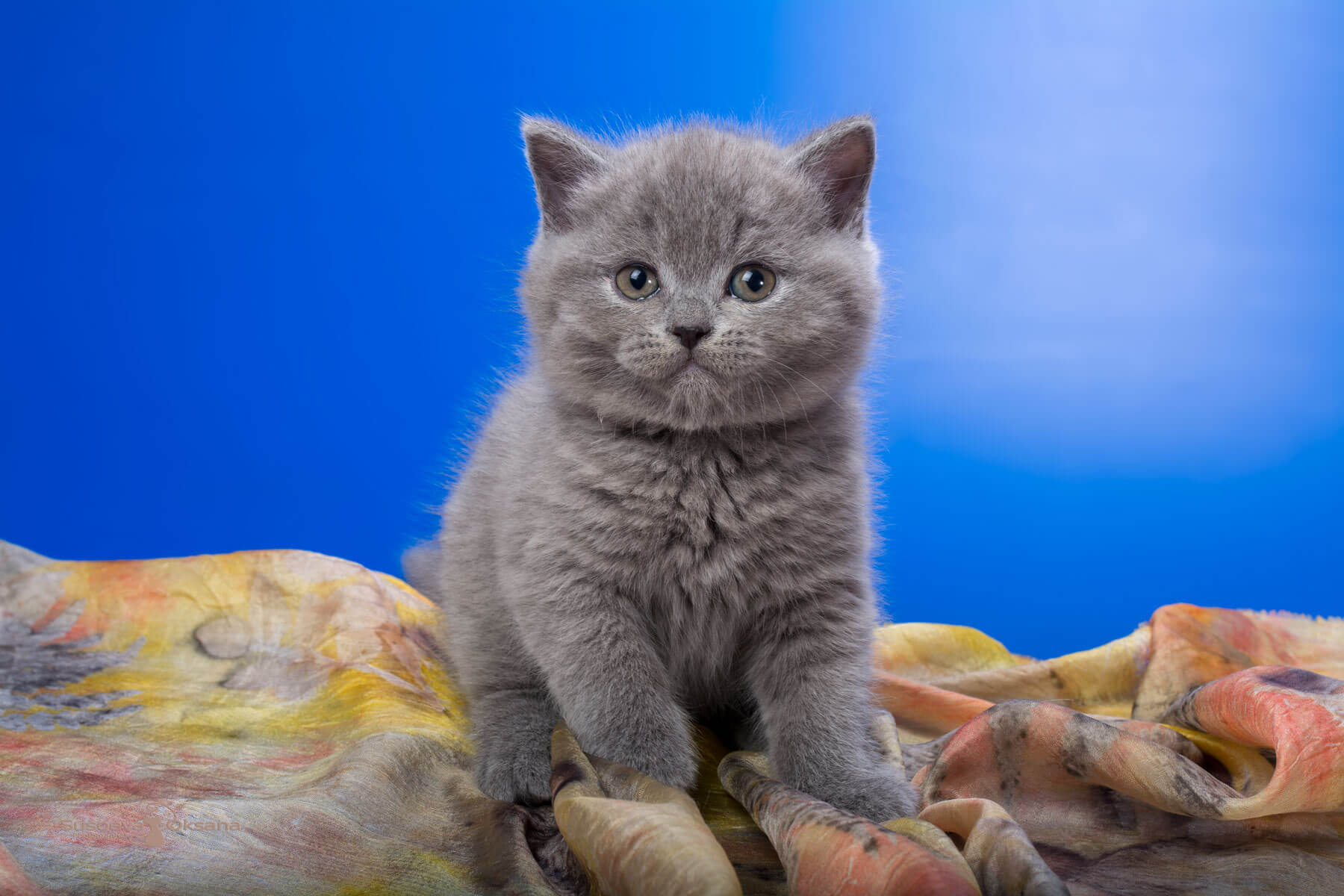 Британский голубой котёнок по имени Ignis, фото