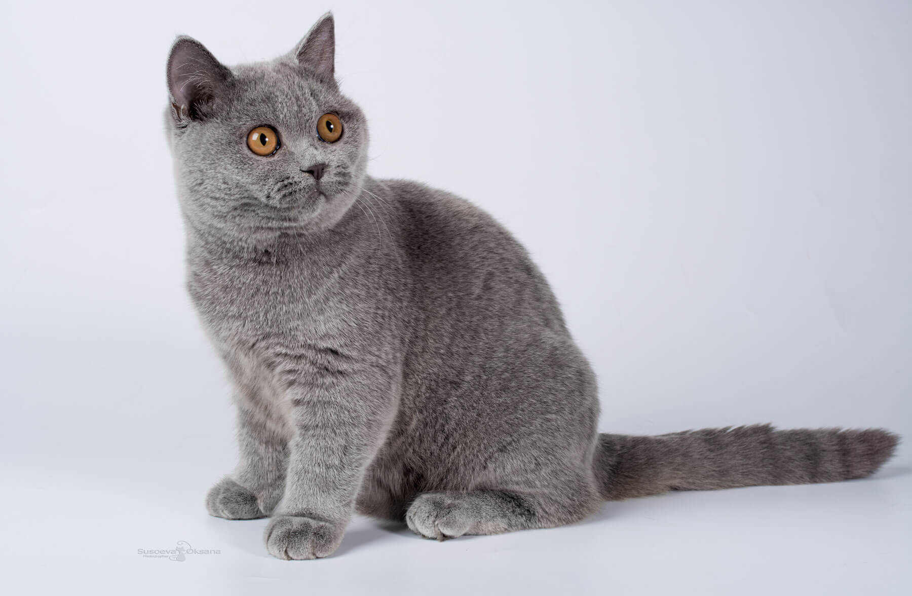 Фото голубой британской короткошерстной кошки Изабелла
