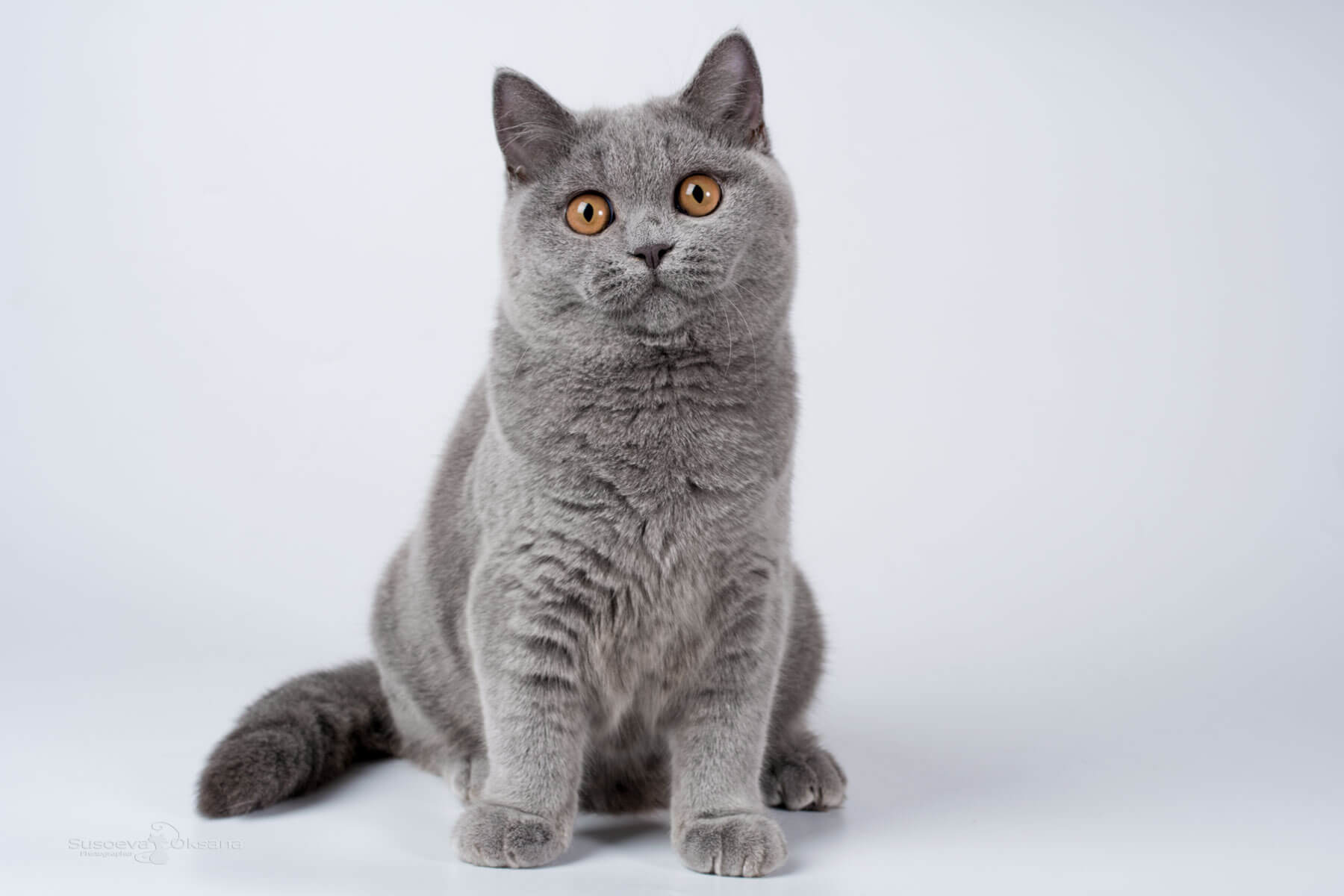 Британская голубая кошка Изи, фото