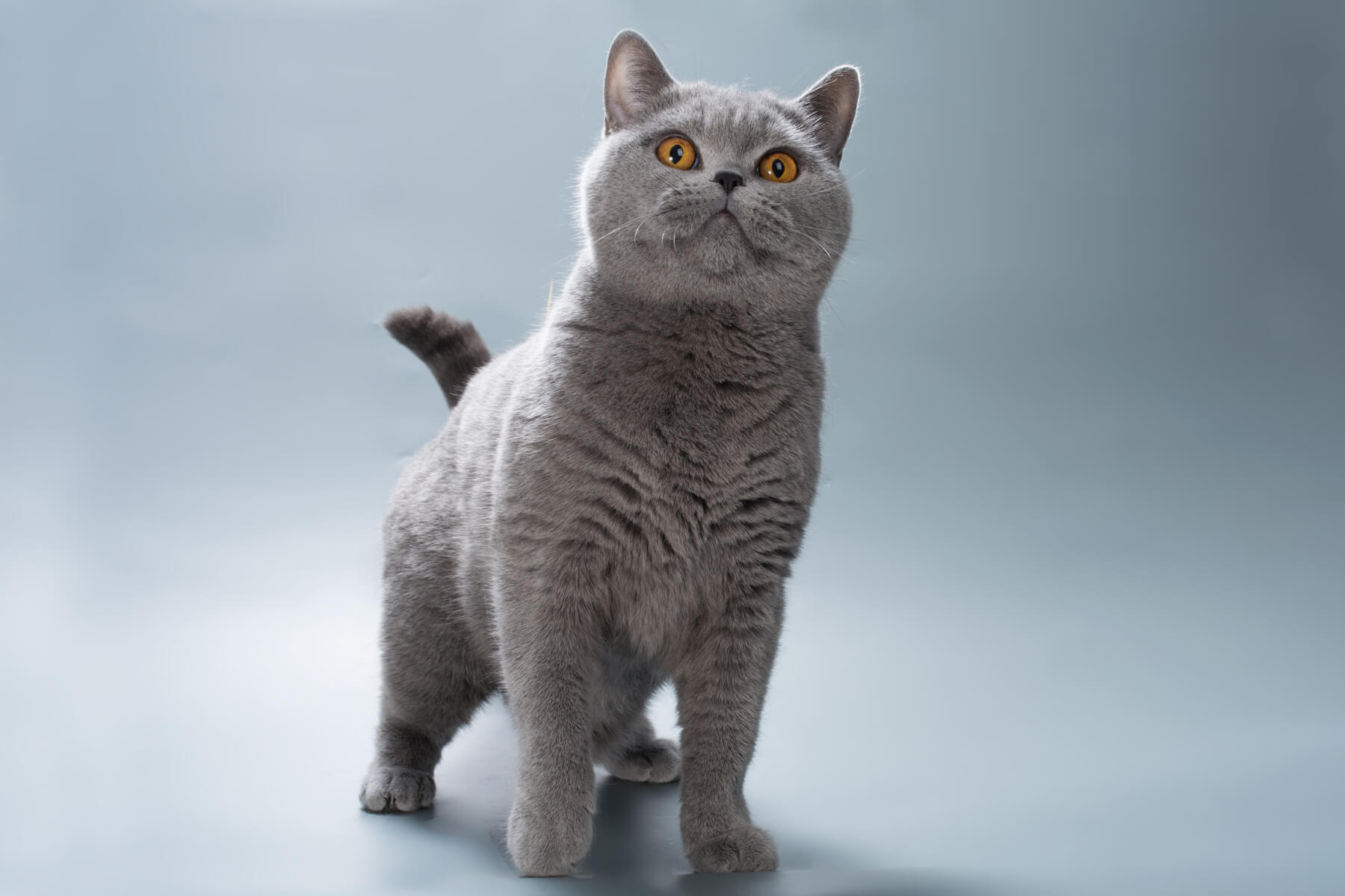 Фото голубой британской короткошерстной кошки Джус