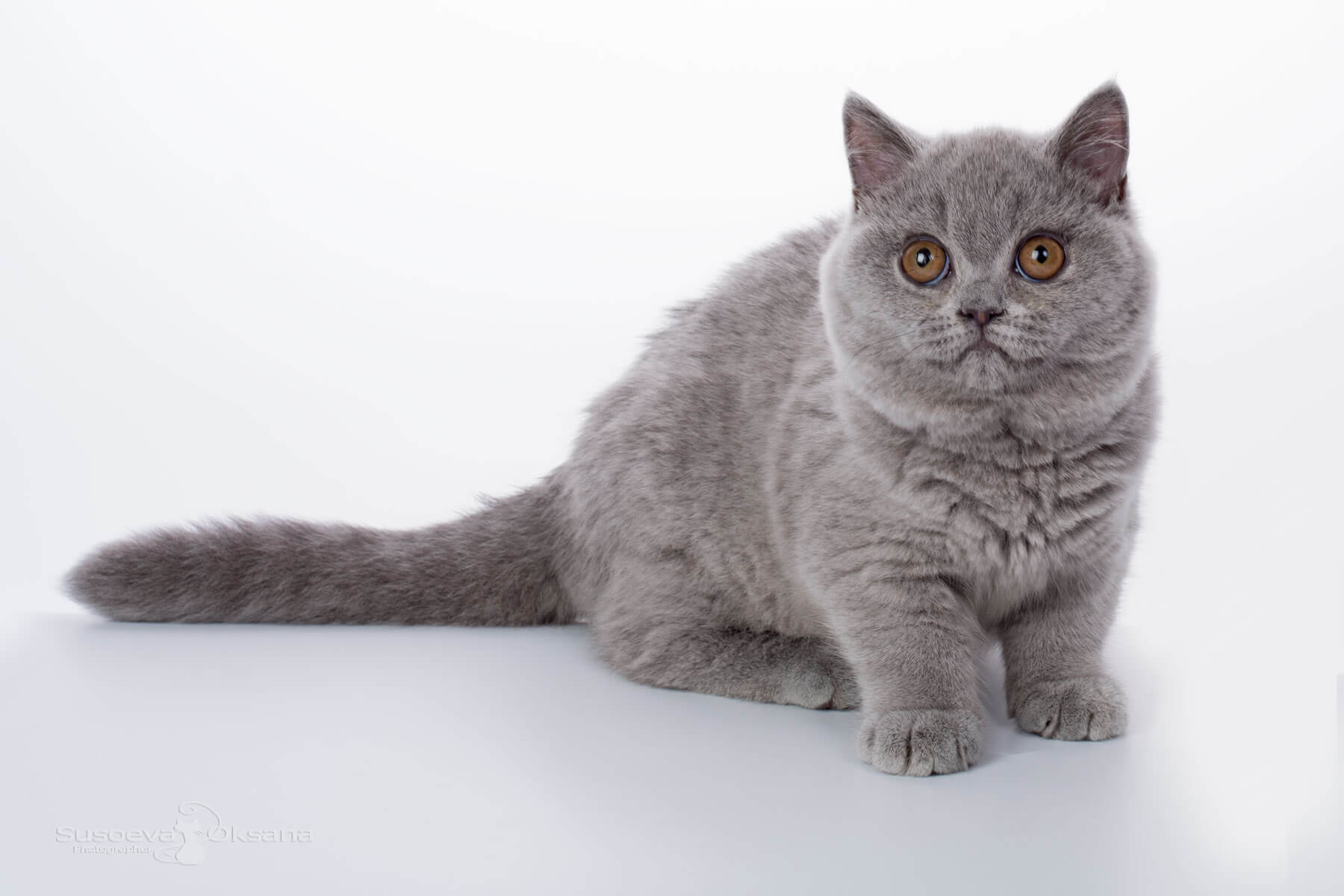 Британская голубая кошка - котёнок Ириска, фото