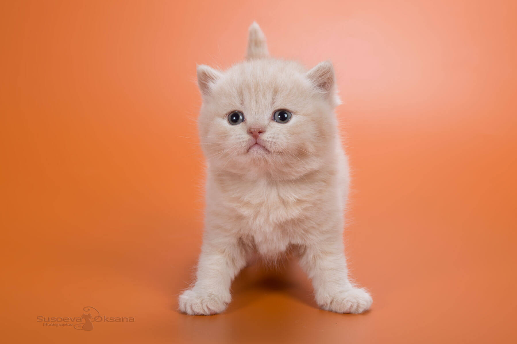 Британский кремовый котёнок-кот Jimmy, фото