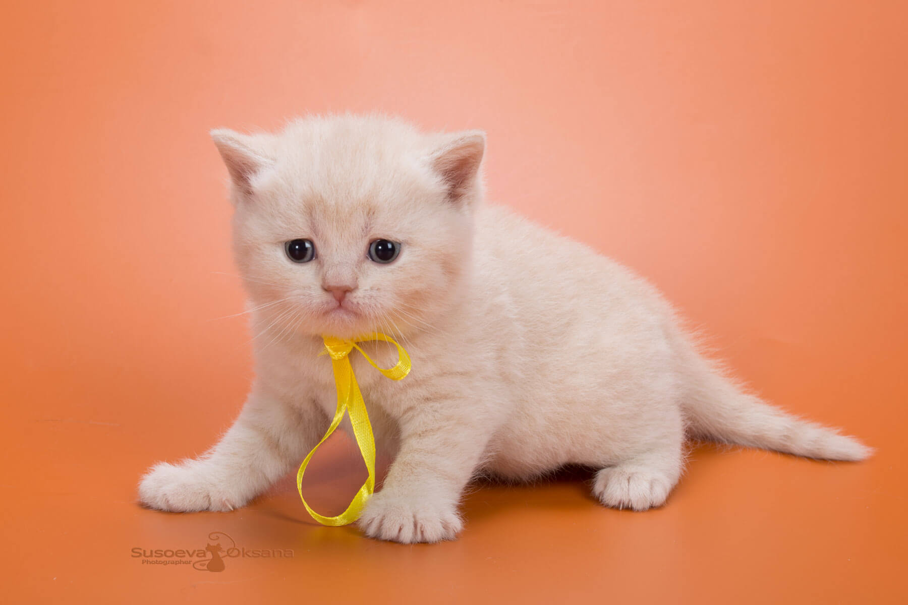 Британский кремовый кот - котёнок  Jesse, фото