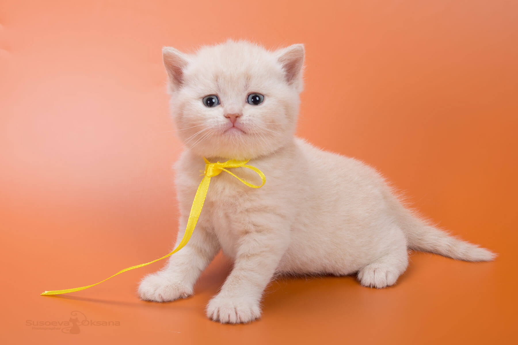 Британский кремовый кот - котёнок  Джесси, фото