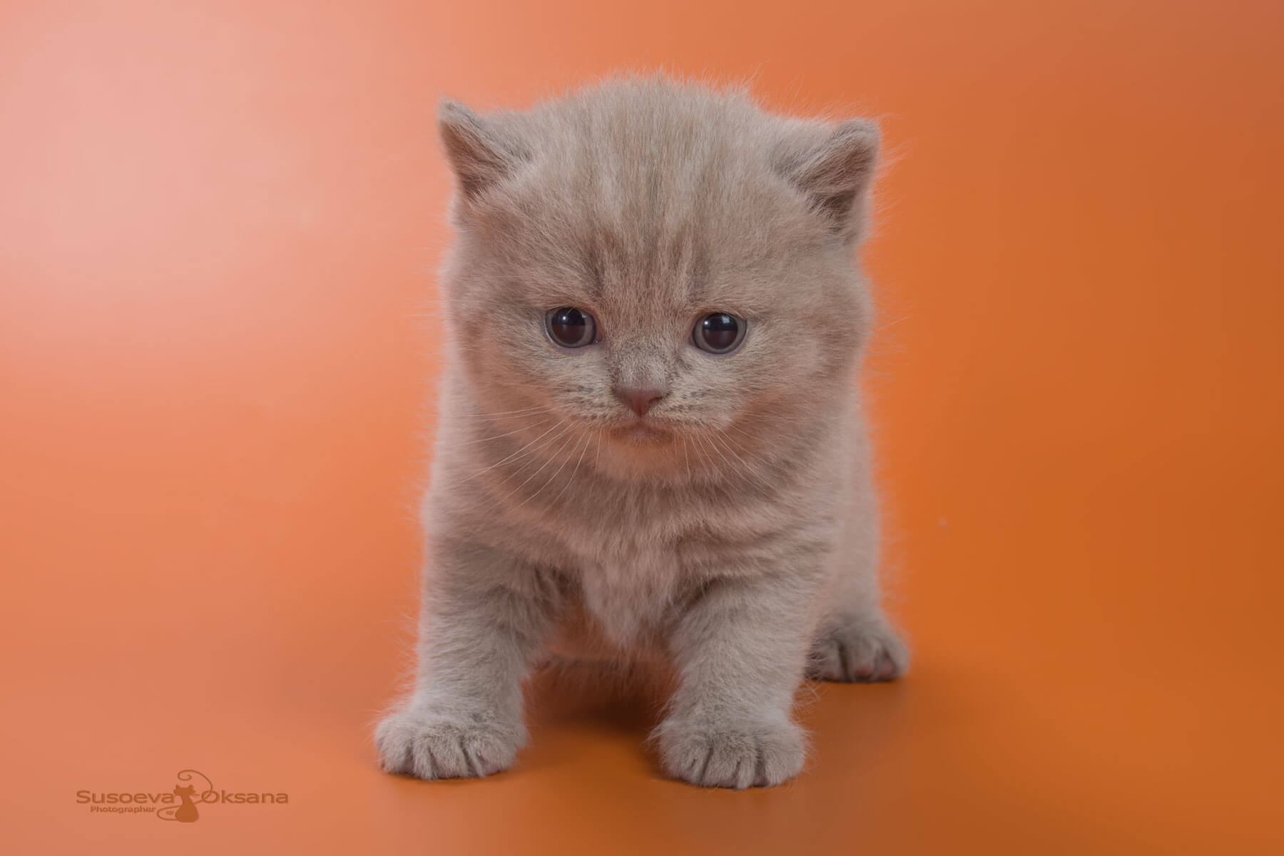 Британский лиловый кот - котёнок  Jasper, фото