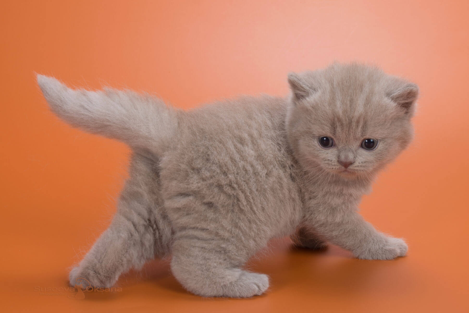 Британский лиловый кот - котёнок  Джаспер, фото