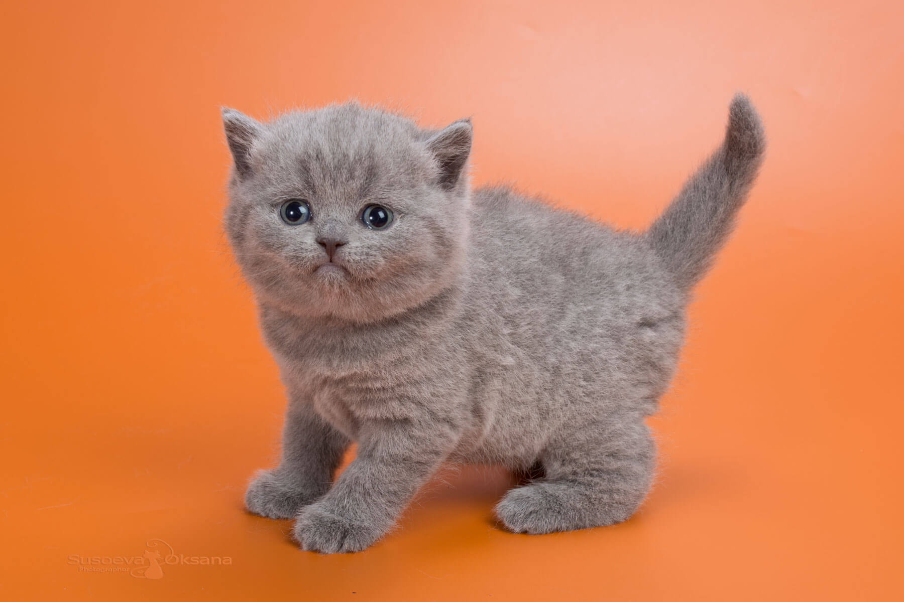 Британская голубая кошка - котёнок Ямайка, фото