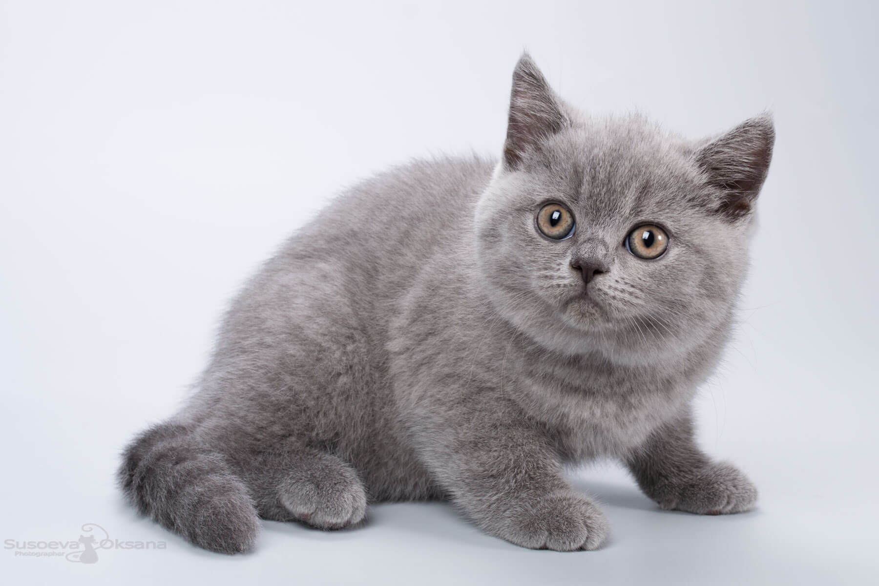 Британский голубой котёнок девочка по имени Kimi, фото