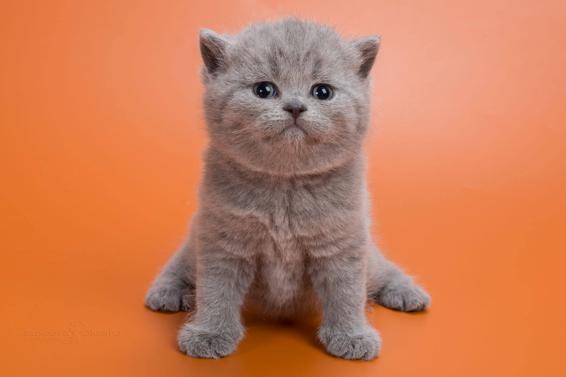 Британская голубая кошка - котёнок Джуси , фото