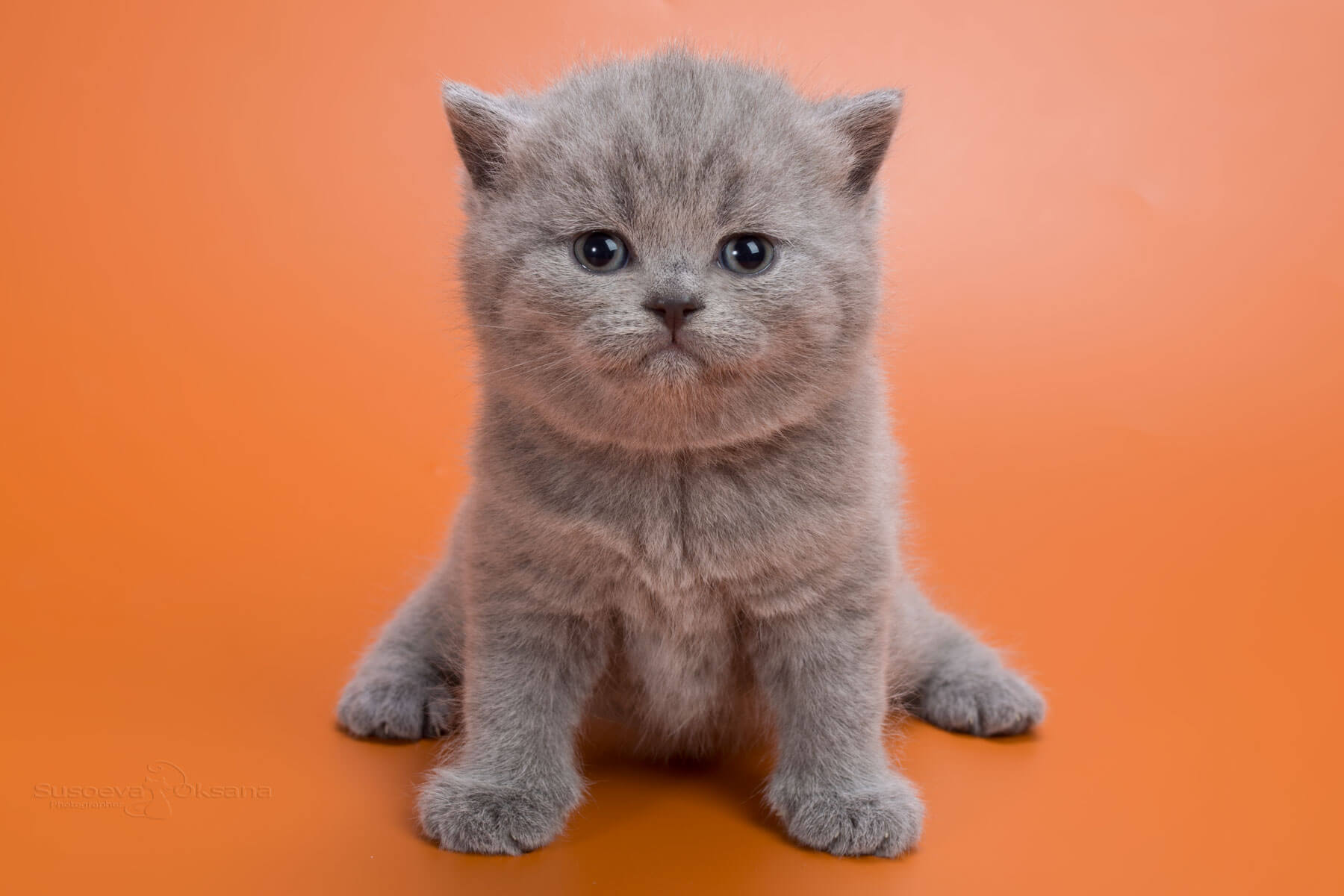 Британский голубой котёнок по имени Juicy фото
