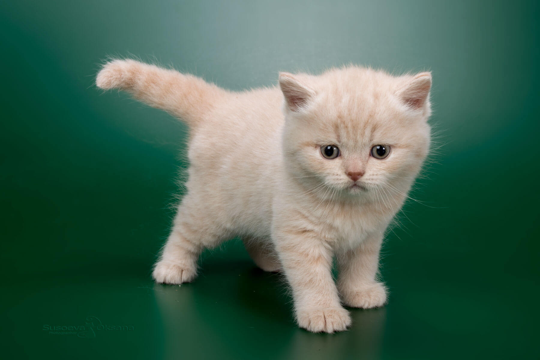 Британский кремовый котёнок  Джимми, фото