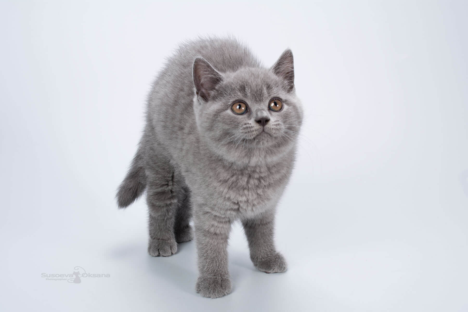 Британская голубая кошка - котёнок Канди, фото