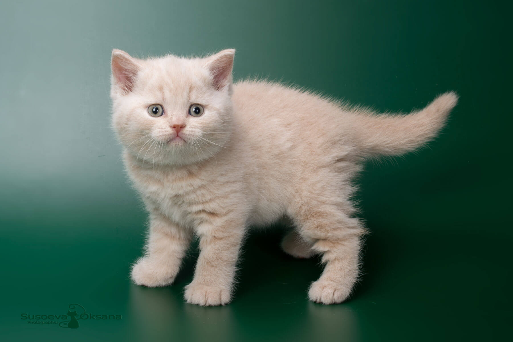 Британский кремовый котёнок  Джимми, фото
