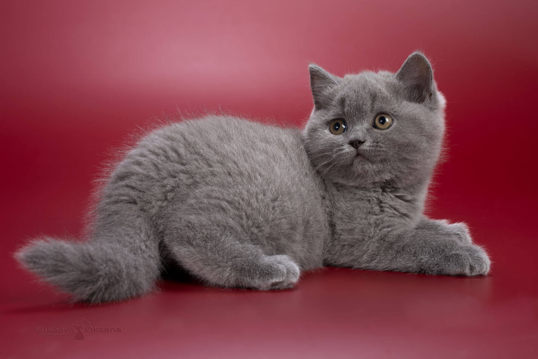 Британская голубая кошка - котёнок Изабелла, фото