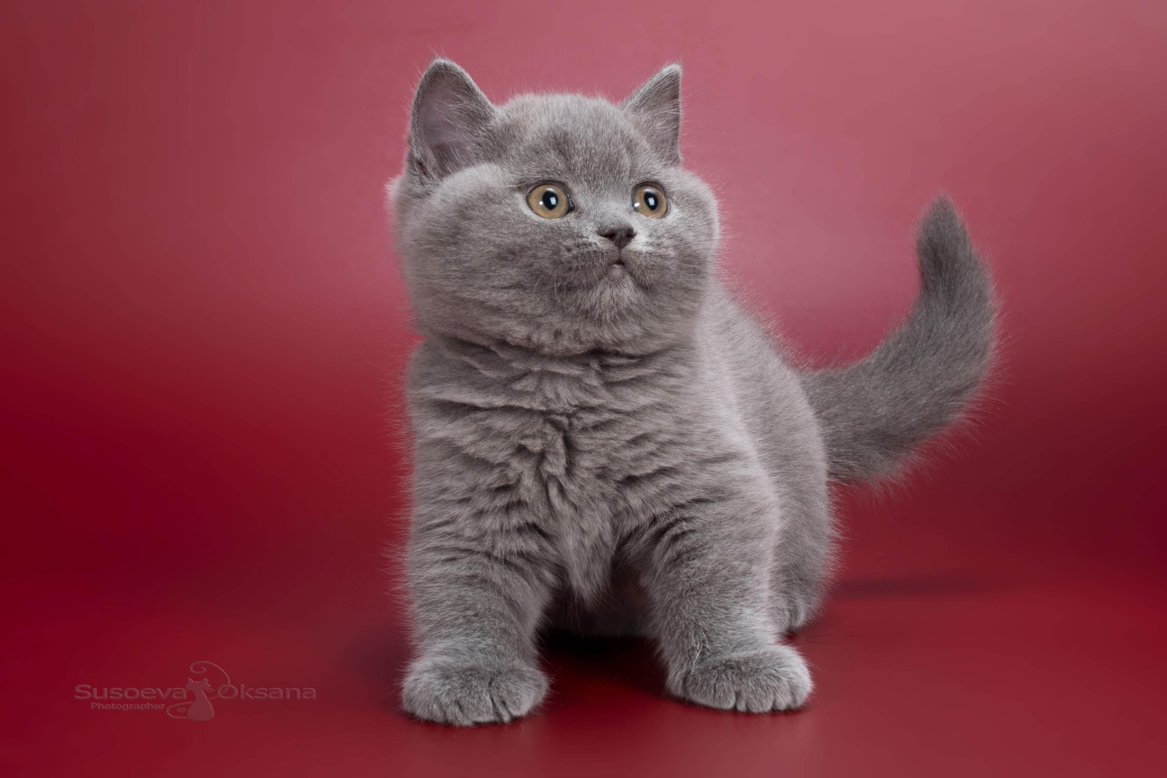 Британский голубой котёнок по имени Isabella, фото