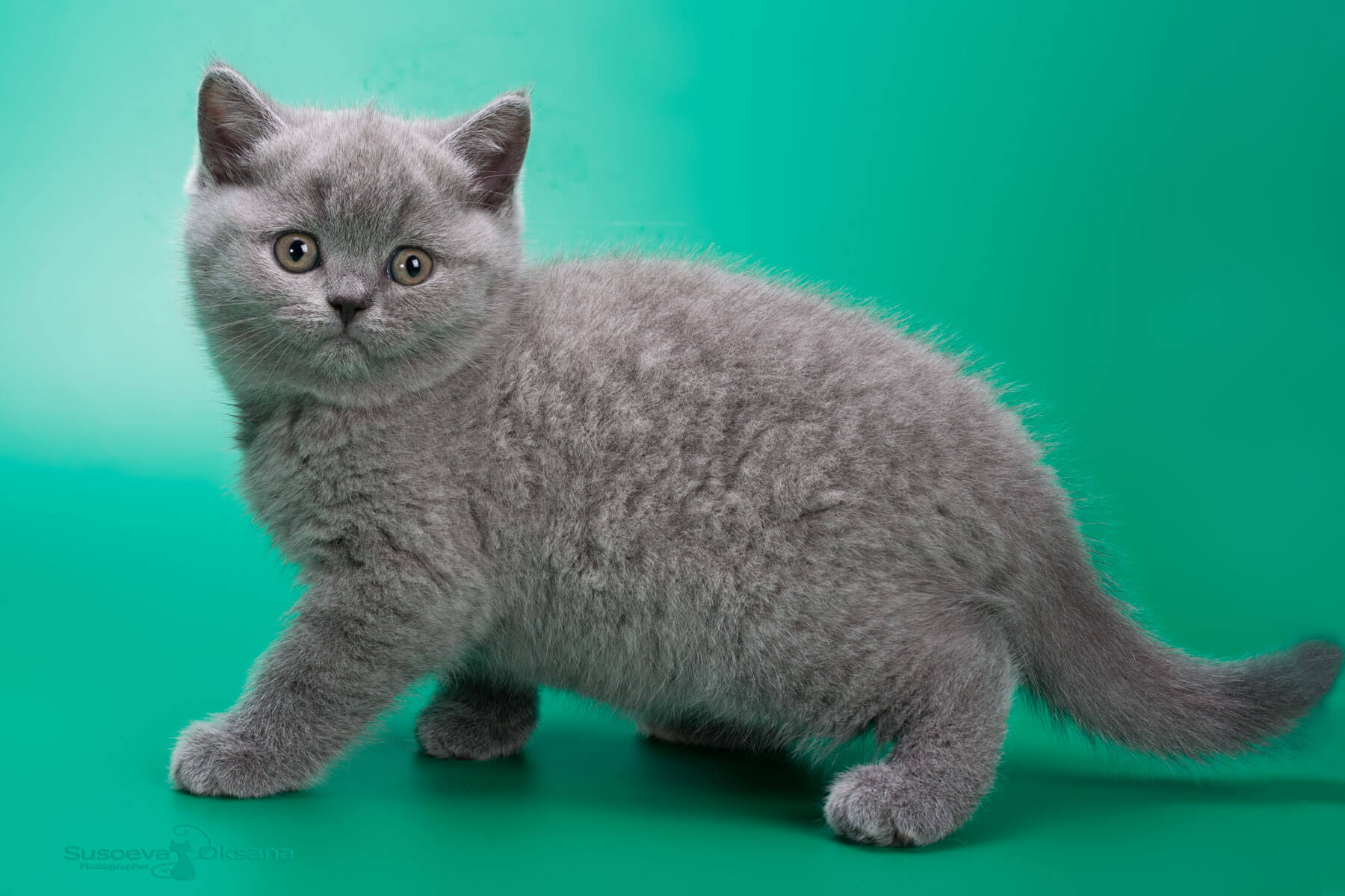 Британская голубая кошка - котёнок Ямайка, фото