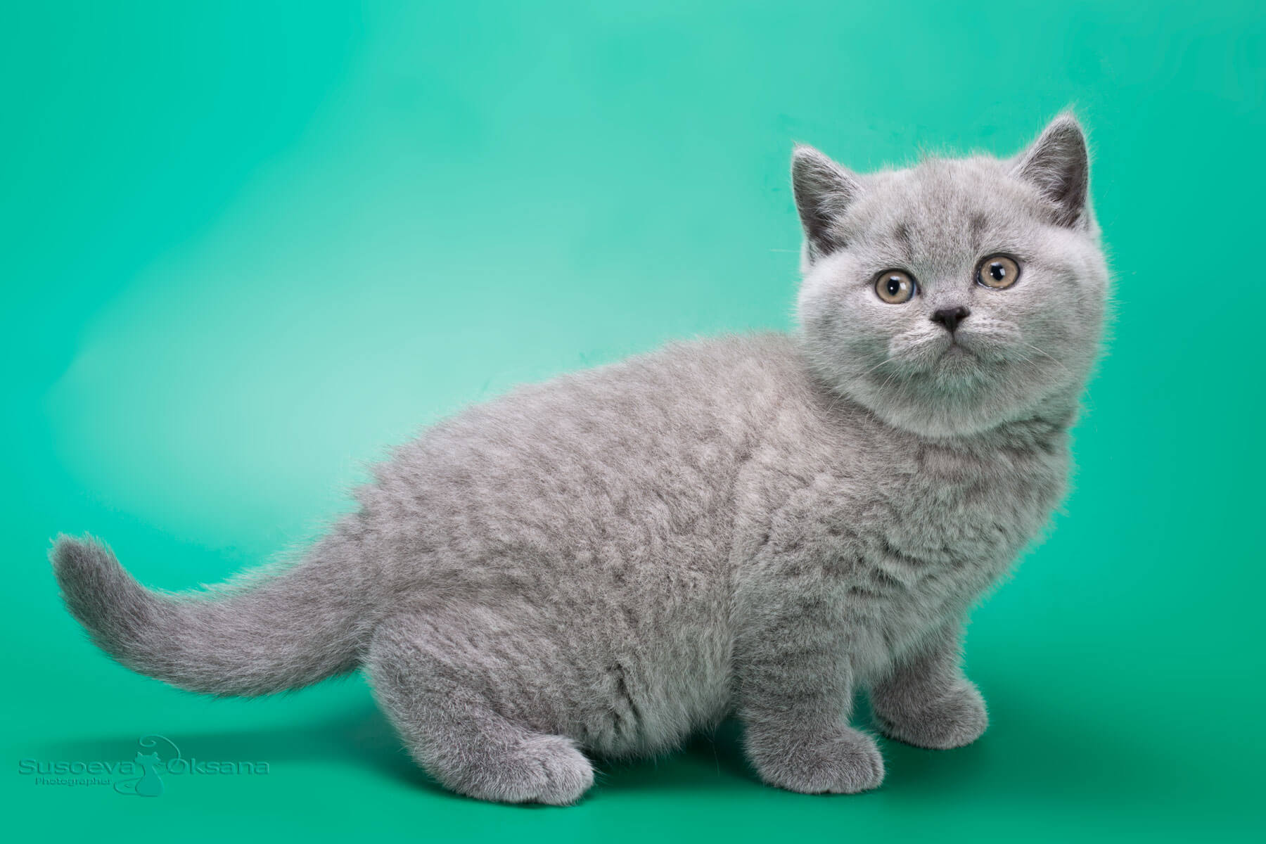 Британская голубая кошка - котёнок Джуси , фото