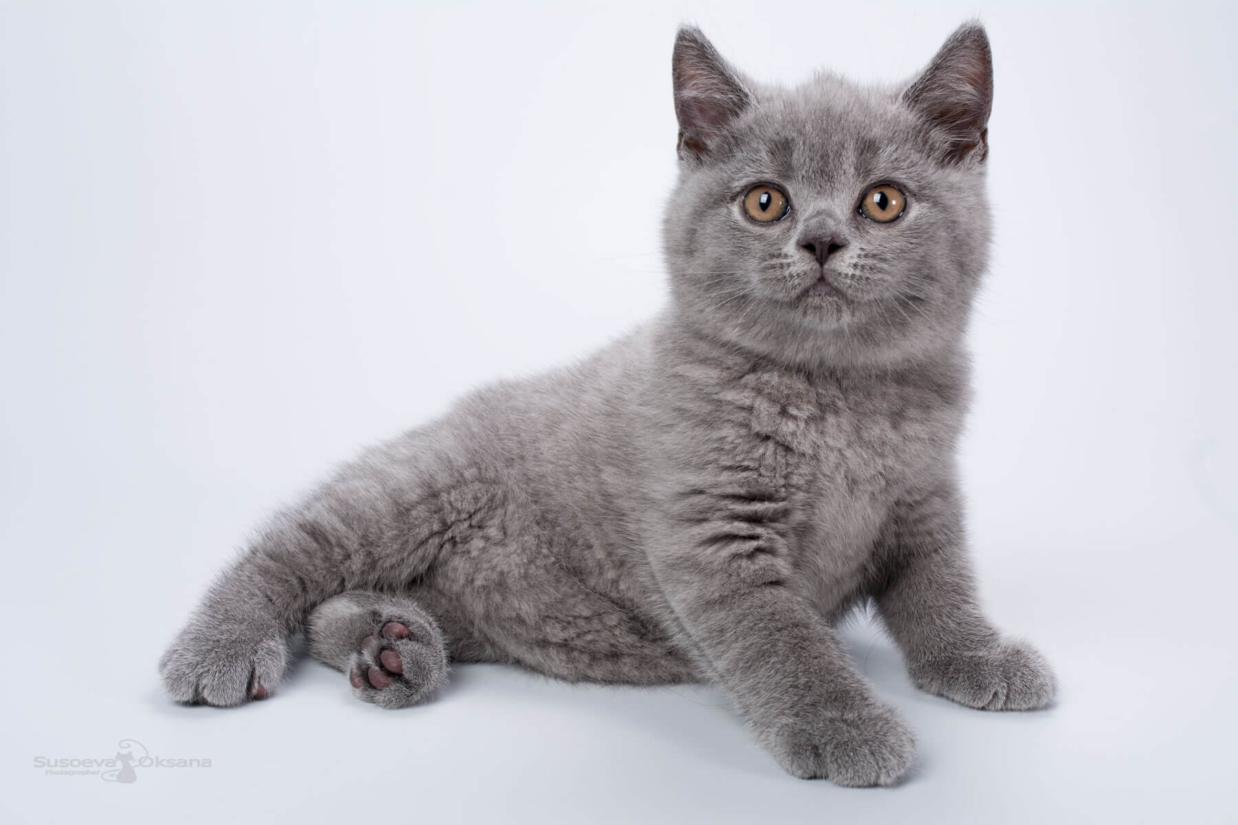 Британский голубой кот - котёнок Кайл, фото