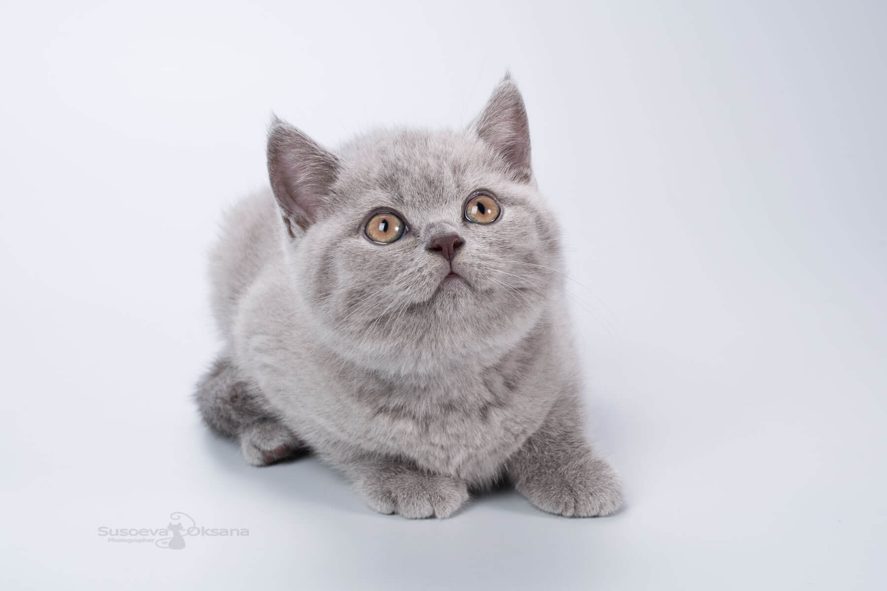 Британский голубой котёнок девочка по имени Kiara, фото