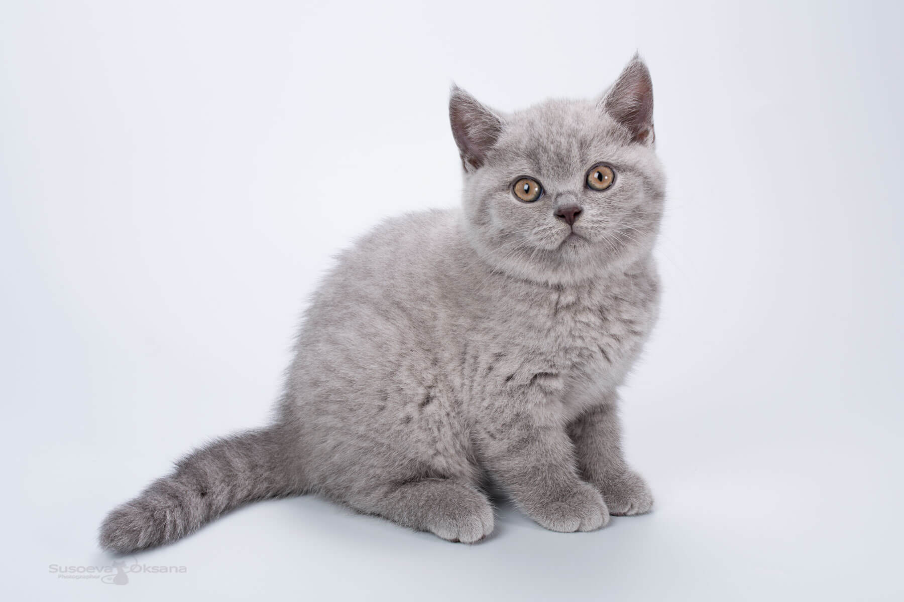 Британская голубая кошка - котёнок Киара, фото