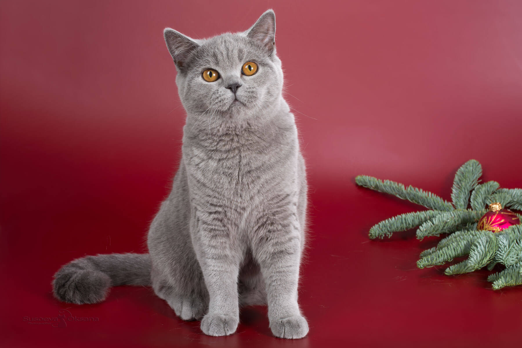 Британская голубая кошка - котёнок Ксения, фото