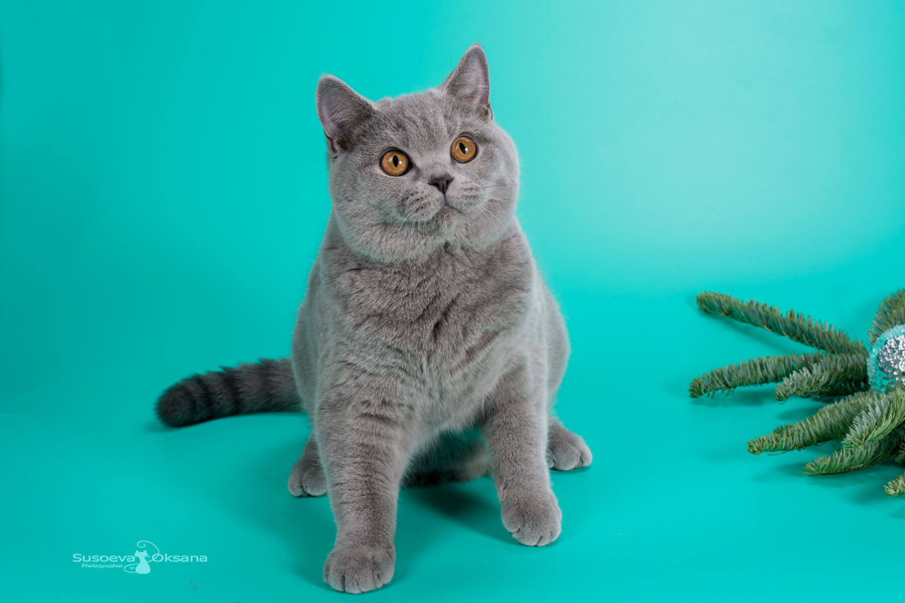 Британская голубая кошка - котёнок Киара, фото