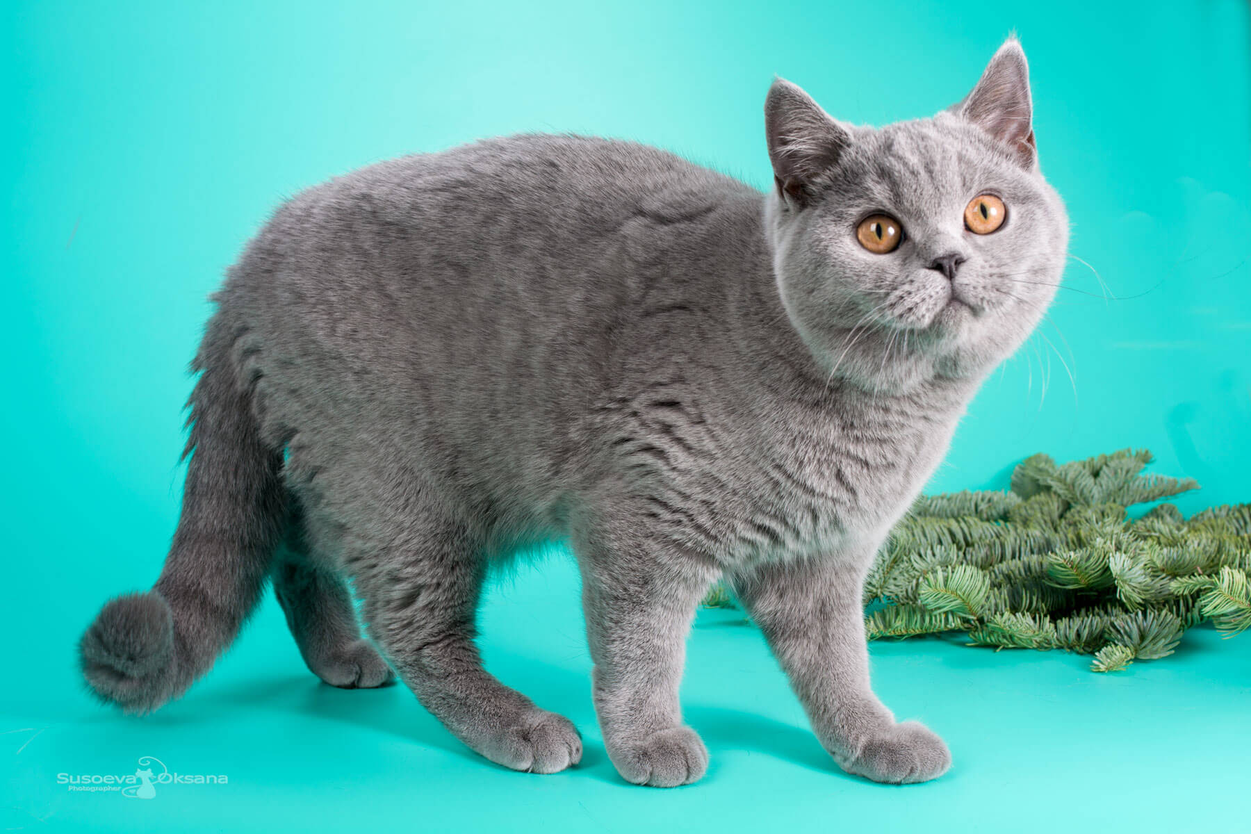 Британская голубая кошка - котёнок Кими, фото