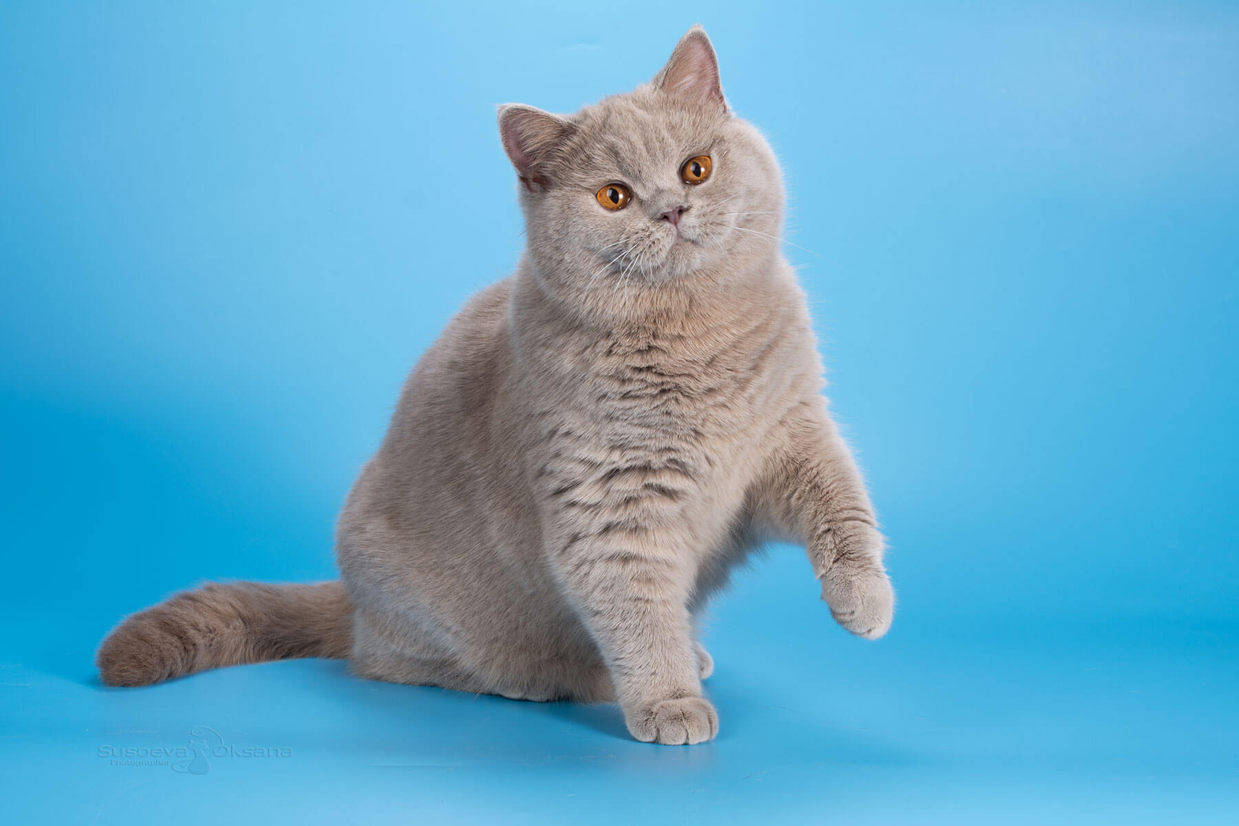 Британская лиловая кошка - Лесли, фото